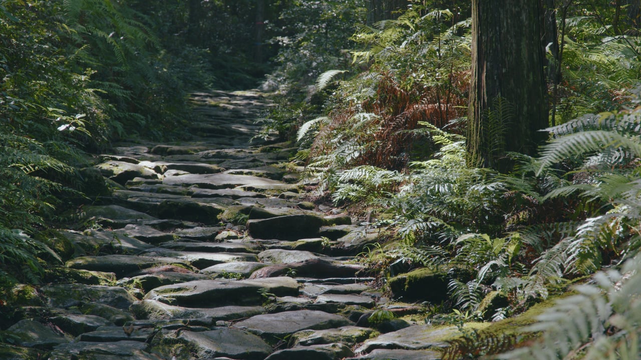 A sunlit stone path winding through the forest on the Kumano Kodo